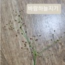 바람하늘지기,미국좀부처 이미지