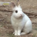 [동물농장] 강아지를 사랑한 토끼와 츤데레 강아지 송이 이미지