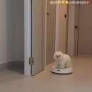 A. DOG(어독) | 미니비숑,초미니비숑 특징,성장,성견후기 분양 전에 체크해요