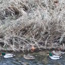 청둥오리 이미지