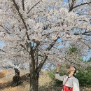 SK인천석유화학(42768) | 일주일만 열리는 벚꽃 명소🌸 인천 SK석유화학 벚꽃동산 후기