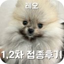 영도동물병원 | 부산 영도동물병원 레오 1,2차접종 다녀온 찐후기
