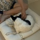 사라보카 네이버블로그