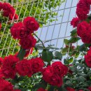 장미로 61 이미지