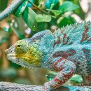 카멜레온 이미지