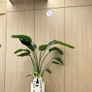 다사에스마디신경외과의원 | 대구개원화분 병원개원선물 대형여인초 / 다사 에스마디신경외과 성서 서재 꽃집