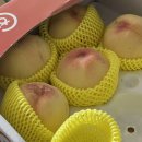 복숭아 넘 맛있잖니 | <b>와니</b><b>와니</b> 근황 | 인생사 새옹지마