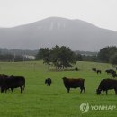 제주 흑우 이미지