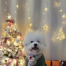 위드온 반려견 교육센터 이미지