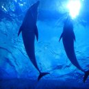 장생포고래박물관 이미지