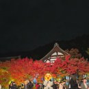 디지털미디어고등학교버스정류소옆 | (24.11.30)교토 단풍 상황, 에이칸도 젠린지 라이트업 시간, 가는 법, 입장료, 단풍 라이트업 후기