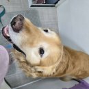 사랑할개 이미지