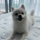 버블독스(안산초지점) 이미지