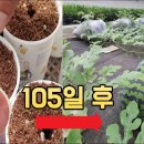 종이컵에 심은 🍉수박씨, 105일간의 수확 도전기 이미지