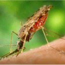 구리시 “교문동서 올해 첫 말라리아 환자 발생…방역 만전” 이미지