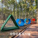 제주 오름 산책 | 서귀포 오름 추천 제주 수악오름 도시숲 산책코스, 편백숲 힐링부터 전망대까지 가볍게 다녀 오기