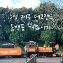 오로29-1교 | 12월 겨울 제주 에코랜드 산타마을축제 동백꽃 개화시기
