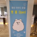 반려견과 함께 다녀온 강원도 가족 여행 / 평창 라마다 호텔, 순수 양떼 목장, 정동진 레일바이크