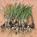 프레리