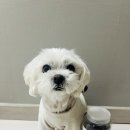 몰리스펫샵 센텀 | 강아지 수제간식 자연애 한우허파, 노즈워크에 딱 좋은 저온건조 영양 간식 후기