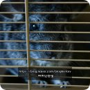 에밀리펫 이미지