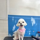 인물나개 이미지