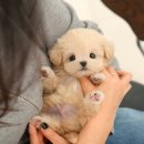 광주강아지분양 고양이분양 미유펫 본점 이미지