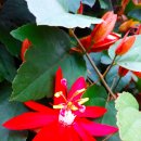 국제꽃식물원 이미지