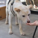 백호켄넬 네이버블로그