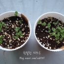 다이소신대부적점