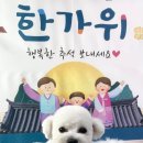 비비펫 살롱 이미지