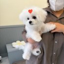 고마워강아지 | [신대방 애견미용] 고마워 강아지, 강아지가 편안하게 미용받는 곳 솔직후기