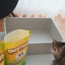 친환경농업연구소 화장실 | 고양이 친환경 카사바 모래 추천, 버리는 법