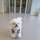 강서유치원 | [서울/강서구] 옐레드 마곡점 애견유치원, 2개월 이용 솔직 후기