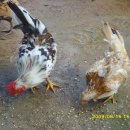 관상농장 이미지