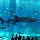 아쿠아리움 이미지