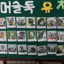 베스트프렌 독 이미지