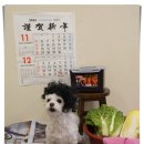 일산애견호텔 애견유치원 맘바이 일산점 이미지