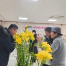 프리지아