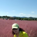 양주 나리공원 천만송이 천일홍 축제 이미지