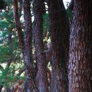 배동삼릉 이미지