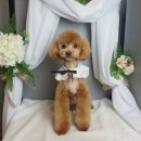 마린시티그루밍 이미지