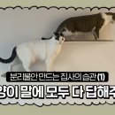 고양이 분리불안을 만드는 집사의 5가지 행동.jpg 이미지