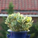 다육사랑화원 이미지