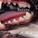 베를린 동물치과센터 이미지