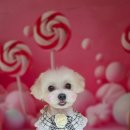 김포24시힐동물의료센터 이미지