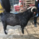 녹산흑염소 이미지