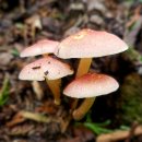 은행가든 이미지