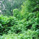 남대문공원 이미지