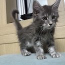 냥이의하루 카페.분양 이미지